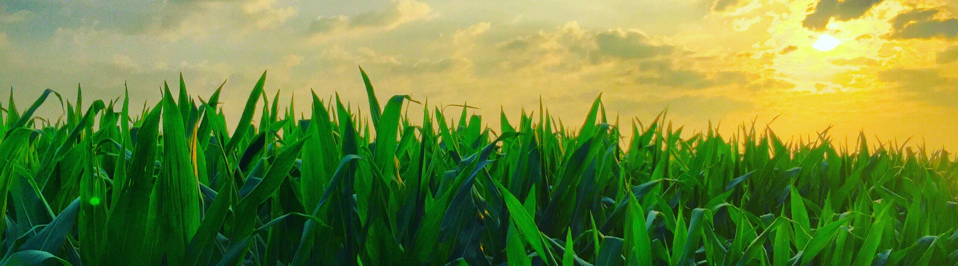 Louisiana Agricultural Helicopter Services